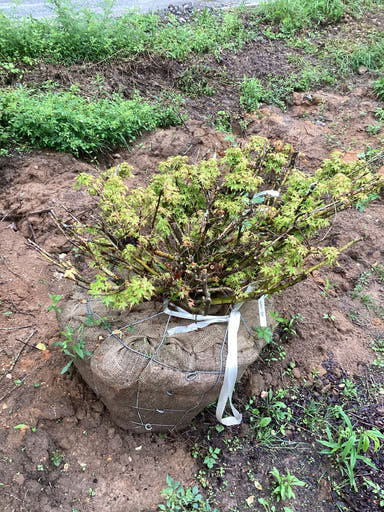 - FOR PICKUP ONLY | Acer palmatum 'Kashima' Dwarf Japanese Maple | DOES NOT SHIP - Mr Maple │ Buy Japanese Maple Trees