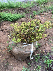 - FOR PICKUP ONLY | Acer palmatum 'Kashima' Dwarf Japanese Maple | DOES NOT SHIP - Mr Maple │ Buy Japanese Maple Trees