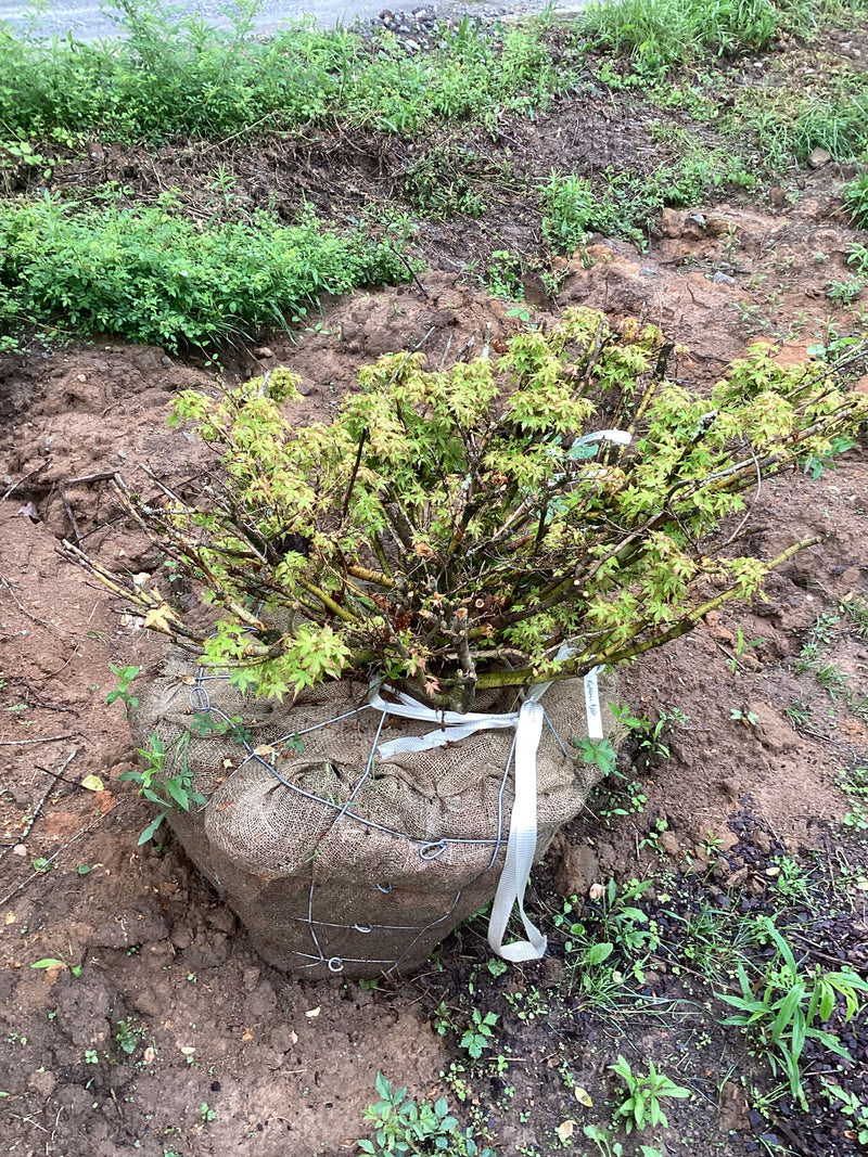 - FOR PICKUP ONLY | Acer palmatum 'Kashima' Dwarf Japanese Maple | DOES NOT SHIP - Mr Maple │ Buy Japanese Maple Trees