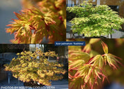 - FOR PICKUP ONLY | Acer palmatum 'Kashima' Dwarf Japanese Maple | DOES NOT SHIP - Mr Maple │ Buy Japanese Maple Trees
