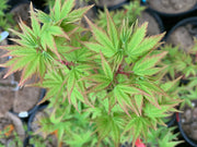 - FOR PICKUP ONLY | Acer palmatum 'Kashima' Dwarf Japanese Maple | DOES NOT SHIP - Mr Maple │ Buy Japanese Maple Trees