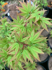 - FOR PICKUP ONLY | Acer palmatum 'Kashima' Dwarf Japanese Maple | DOES NOT SHIP - Mr Maple │ Buy Japanese Maple Trees