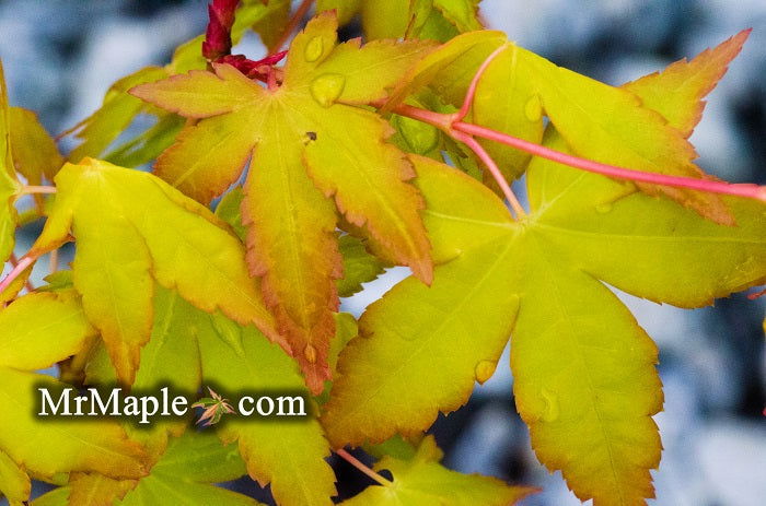 - FOR PICKUP ONLY | Acer palmatum 'Katsura hime' Japanese Maple | DOES NOT SHIP - Mr Maple │ Buy Japanese Maple Trees