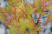 - FOR PICKUP ONLY | Acer palmatum 'Katsura hime' Japanese Maple | DOES NOT SHIP - Mr Maple │ Buy Japanese Maple Trees