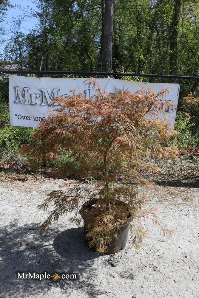 - FOR PICKUP ONLY | Acer palmatum 'Kim' Japanese Maple | DOES NOT SHIP - Mr Maple │ Buy Japanese Maple Trees