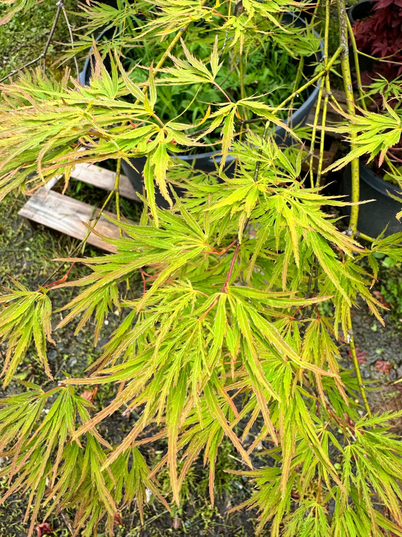 - FOR PICKUP ONLY | Acer palmatum 'Kiri nishiki' Weeping Japanese Maple | DOES NOT SHIP - Mr Maple │ Buy Japanese Maple Trees