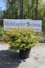 - FOR PICKUP ONLY | Acer palmatum 'Kiyohime' Dwarf Japanese Maple | DOES NOT SHIP - Mr Maple │ Buy Japanese Maple Trees
