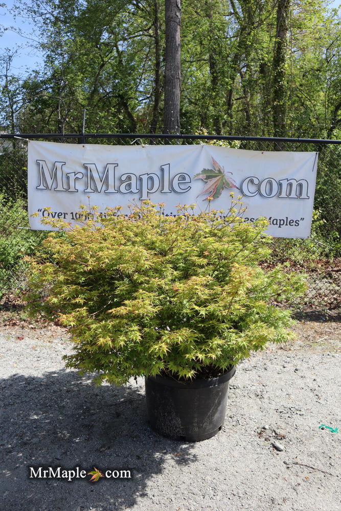 - FOR PICKUP ONLY | Acer palmatum 'Kiyohime' Dwarf Japanese Maple | DOES NOT SHIP - Mr Maple │ Buy Japanese Maple Trees