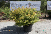 - FOR PICKUP ONLY | Acer palmatum 'Kiyohime' Dwarf Japanese Maple | DOES NOT SHIP - Mr Maple │ Buy Japanese Maple Trees