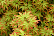 - FOR PICKUP ONLY | Acer palmatum 'Kiyohime' Dwarf Japanese Maple | DOES NOT SHIP - Mr Maple │ Buy Japanese Maple Trees