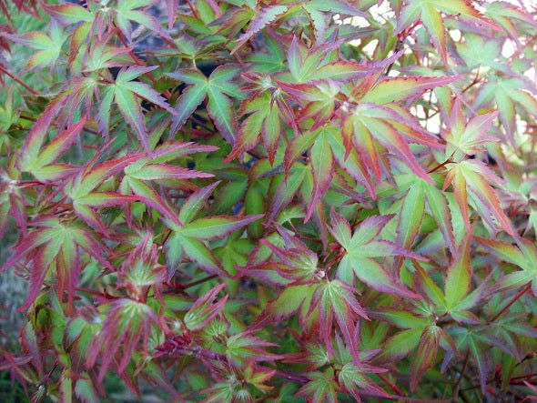 - FOR PICKUP ONLY | Acer palmatum 'Kiyohime' Dwarf Japanese Maple | DOES NOT SHIP - Mr Maple │ Buy Japanese Maple Trees
