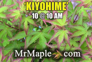 - FOR PICKUP ONLY | Acer palmatum 'Kiyohime' Dwarf Japanese Maple | DOES NOT SHIP - Mr Maple │ Buy Japanese Maple Trees