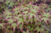 - FOR PICKUP ONLY | Acer palmatum 'Kiyohime' Dwarf Japanese Maple | DOES NOT SHIP - Mr Maple │ Buy Japanese Maple Trees