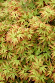 - FOR PICKUP ONLY | Acer palmatum 'Kiyohime' Dwarf Japanese Maple | DOES NOT SHIP - Mr Maple │ Buy Japanese Maple Trees