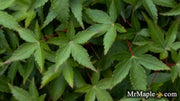 - FOR PICKUP ONLY | Acer palmatum 'Kiyohime' Dwarf Japanese Maple | DOES NOT SHIP - Mr Maple │ Buy Japanese Maple Trees
