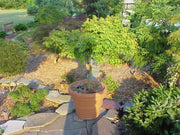 - FOR PICKUP ONLY | Acer palmatum 'Kiyohime' Dwarf Japanese Maple | DOES NOT SHIP - Mr Maple │ Buy Japanese Maple Trees