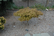 - FOR PICKUP ONLY | Acer palmatum 'Kiyohime' Dwarf Japanese Maple | DOES NOT SHIP - Mr Maple │ Buy Japanese Maple Trees