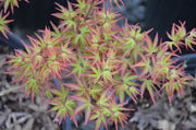 - FOR PICKUP ONLY | Acer palmatum 'Kiyohime' Dwarf Japanese Maple | DOES NOT SHIP - Mr Maple │ Buy Japanese Maple Trees