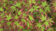 - FOR PICKUP ONLY | Acer palmatum 'Kiyohime' Dwarf Japanese Maple | DOES NOT SHIP - Mr Maple │ Buy Japanese Maple Trees