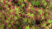 - FOR PICKUP ONLY | Acer palmatum 'Kiyohime' Dwarf Japanese Maple | DOES NOT SHIP - Mr Maple │ Buy Japanese Maple Trees