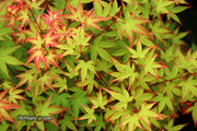 - FOR PICKUP ONLY | Acer palmatum 'Kiyohime' Dwarf Japanese Maple | DOES NOT SHIP - Mr Maple │ Buy Japanese Maple Trees
