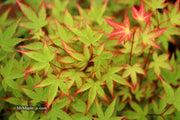 - FOR PICKUP ONLY | Acer palmatum 'Kiyohime' Dwarf Japanese Maple | DOES NOT SHIP - Mr Maple │ Buy Japanese Maple Trees