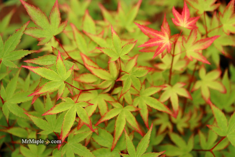 - FOR PICKUP ONLY | Acer palmatum 'Kiyohime' Dwarf Japanese Maple | DOES NOT SHIP - Mr Maple │ Buy Japanese Maple Trees