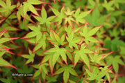 - FOR PICKUP ONLY | Acer palmatum 'Kiyohime' Dwarf Japanese Maple | DOES NOT SHIP - Mr Maple │ Buy Japanese Maple Trees