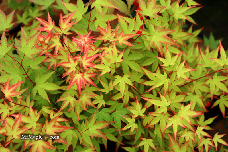 - FOR PICKUP ONLY | Acer palmatum 'Kiyohime' Dwarf Japanese Maple | DOES NOT SHIP - Mr Maple │ Buy Japanese Maple Trees
