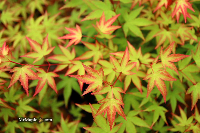 - FOR PICKUP ONLY | Acer palmatum 'Kiyohime' Dwarf Japanese Maple | DOES NOT SHIP - Mr Maple │ Buy Japanese Maple Trees