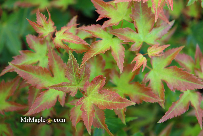 - FOR PICKUP ONLY | Acer palmatum 'Kiyohime' Dwarf Japanese Maple | DOES NOT SHIP - Mr Maple │ Buy Japanese Maple Trees