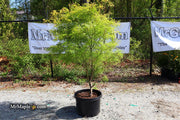 - FOR PICKUP ONLY | Acer palmatum 'Koto-no-ito' Japanese Maple | DOES NOT SHIP - Mr Maple │ Buy Japanese Maple Trees