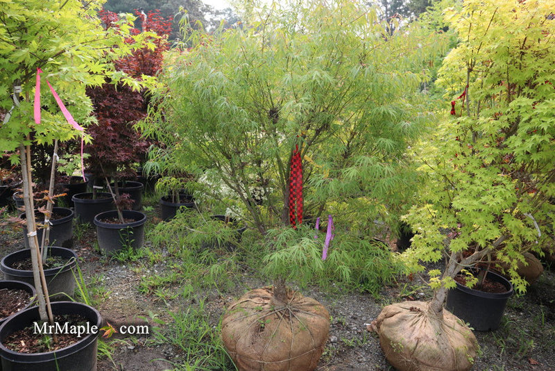 - FOR PICKUP ONLY | Acer palmatum 'Koto-no-ito' Japanese Maple | DOES NOT SHIP - Mr Maple │ Buy Japanese Maple Trees