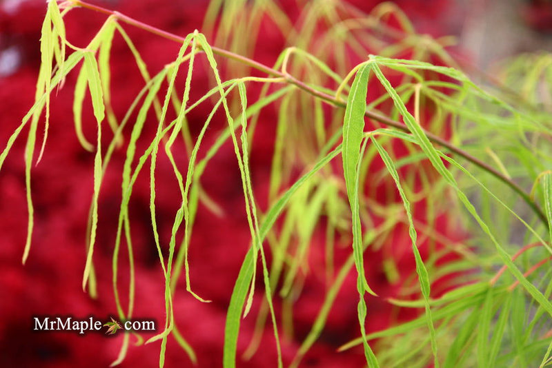 - FOR PICKUP ONLY | Acer palmatum 'Koto-no-ito' Japanese Maple | DOES NOT SHIP - Mr Maple │ Buy Japanese Maple Trees