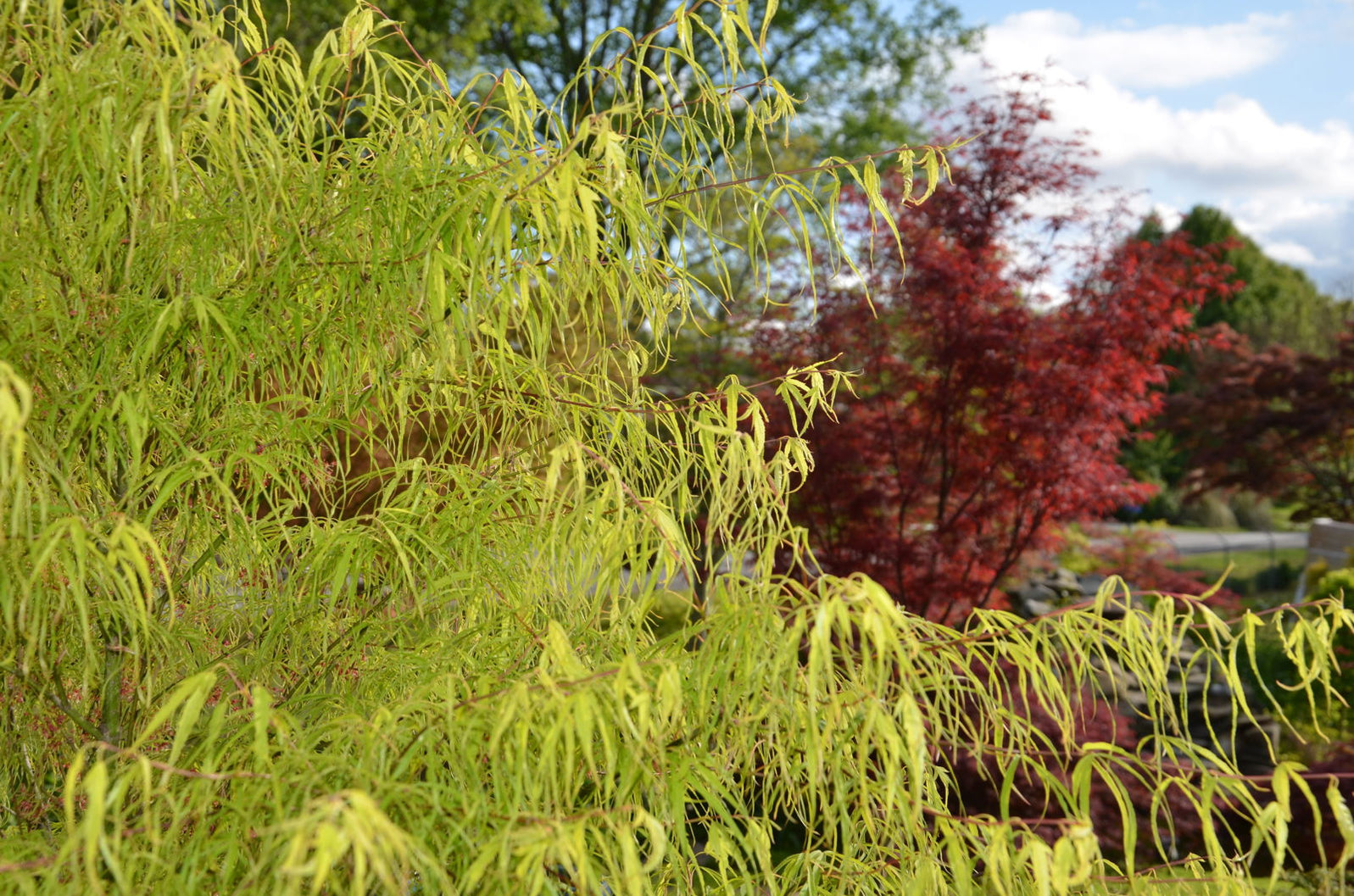 Buy Acer palmatum 'Koto-no-ito' Japanese Maple — Mr Maple │ Buy