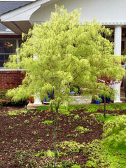 - FOR PICKUP ONLY | Acer palmatum 'Koto-no-ito' Japanese Maple | DOES NOT SHIP - Mr Maple │ Buy Japanese Maple Trees