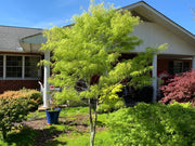 - FOR PICKUP ONLY | Acer palmatum 'Koto-no-ito' Japanese Maple | DOES NOT SHIP - Mr Maple │ Buy Japanese Maple Trees