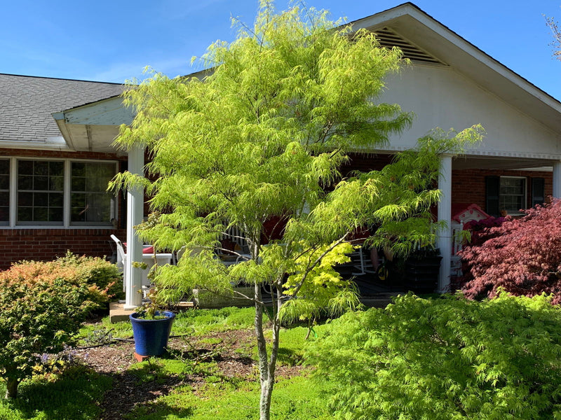 - FOR PICKUP ONLY | Acer palmatum 'Koto-no-ito' Japanese Maple | DOES NOT SHIP - Mr Maple │ Buy Japanese Maple Trees