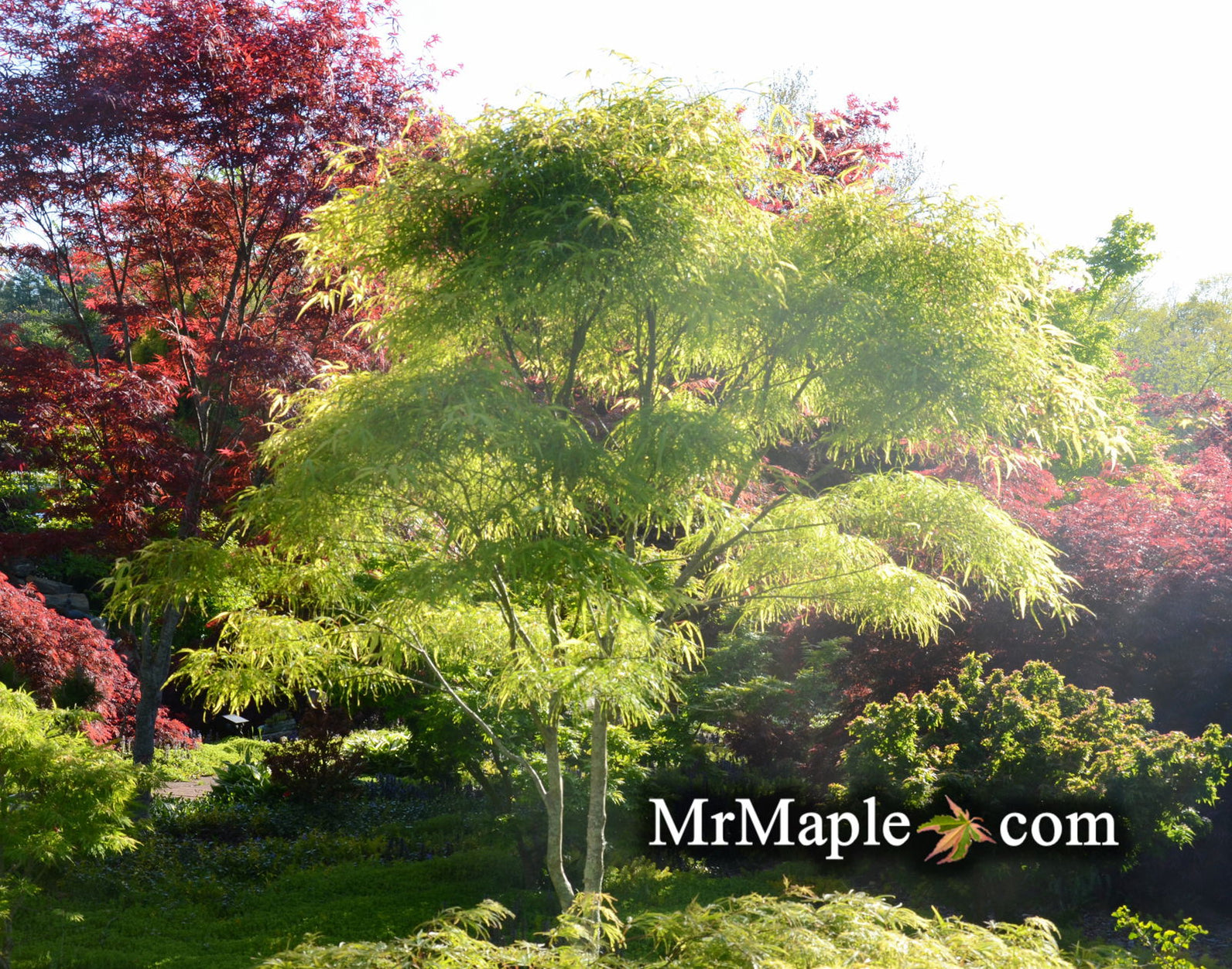 Buy Acer palmatum 'Koto-no-ito' Japanese Maple — Mr Maple │ Buy
