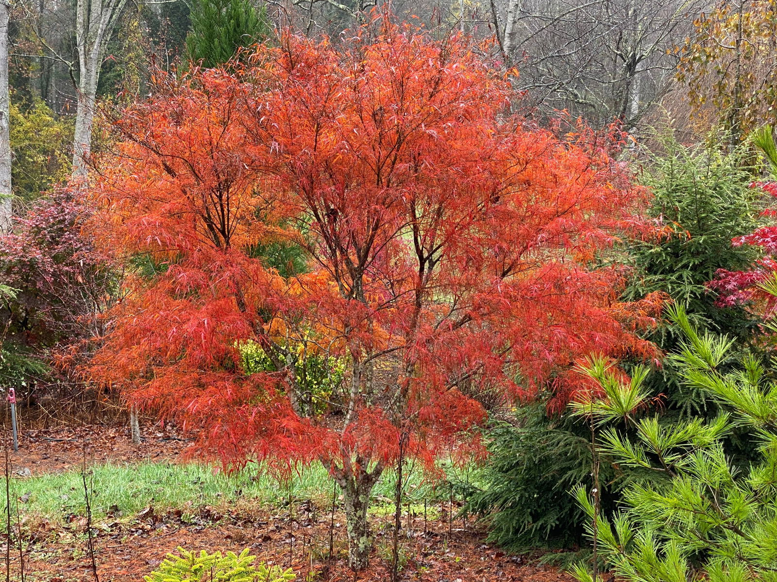 Buy Acer palmatum 'Koto-no-ito' Japanese Maple — Mr Maple │ Buy