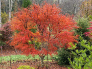 - FOR PICKUP ONLY | Acer palmatum 'Koto-no-ito' Japanese Maple | DOES NOT SHIP - Mr Maple │ Buy Japanese Maple Trees