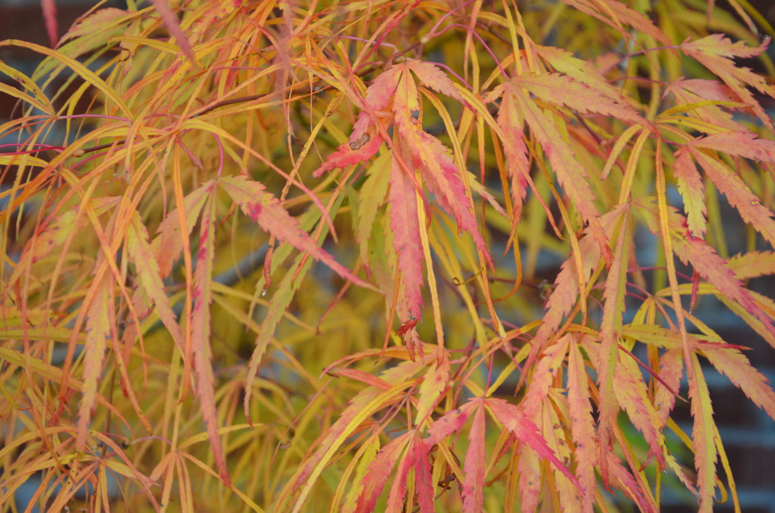 Buy Acer palmatum 'Koto-no-ito' Japanese Maple — Mr Maple │ Buy