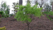 - FOR PICKUP ONLY | Acer palmatum 'Koto-no-ito' Japanese Maple | DOES NOT SHIP - Mr Maple │ Buy Japanese Maple Trees