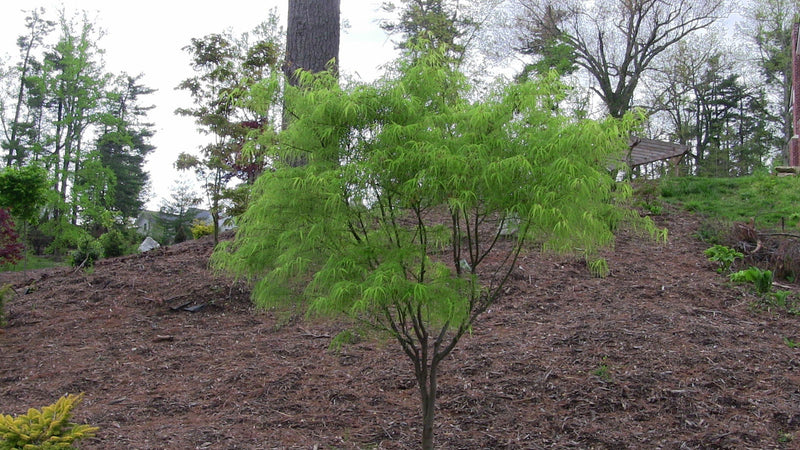 - FOR PICKUP ONLY | Acer palmatum 'Koto-no-ito' Japanese Maple | DOES NOT SHIP - Mr Maple │ Buy Japanese Maple Trees