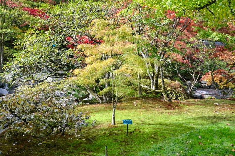 - FOR PICKUP ONLY | Acer palmatum 'Koto-no-ito' Japanese Maple | DOES NOT SHIP - Mr Maple │ Buy Japanese Maple Trees