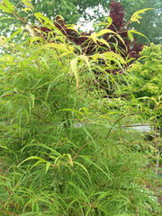 - FOR PICKUP ONLY | Acer palmatum 'Koto-no-ito' Japanese Maple | DOES NOT SHIP - Mr Maple │ Buy Japanese Maple Trees