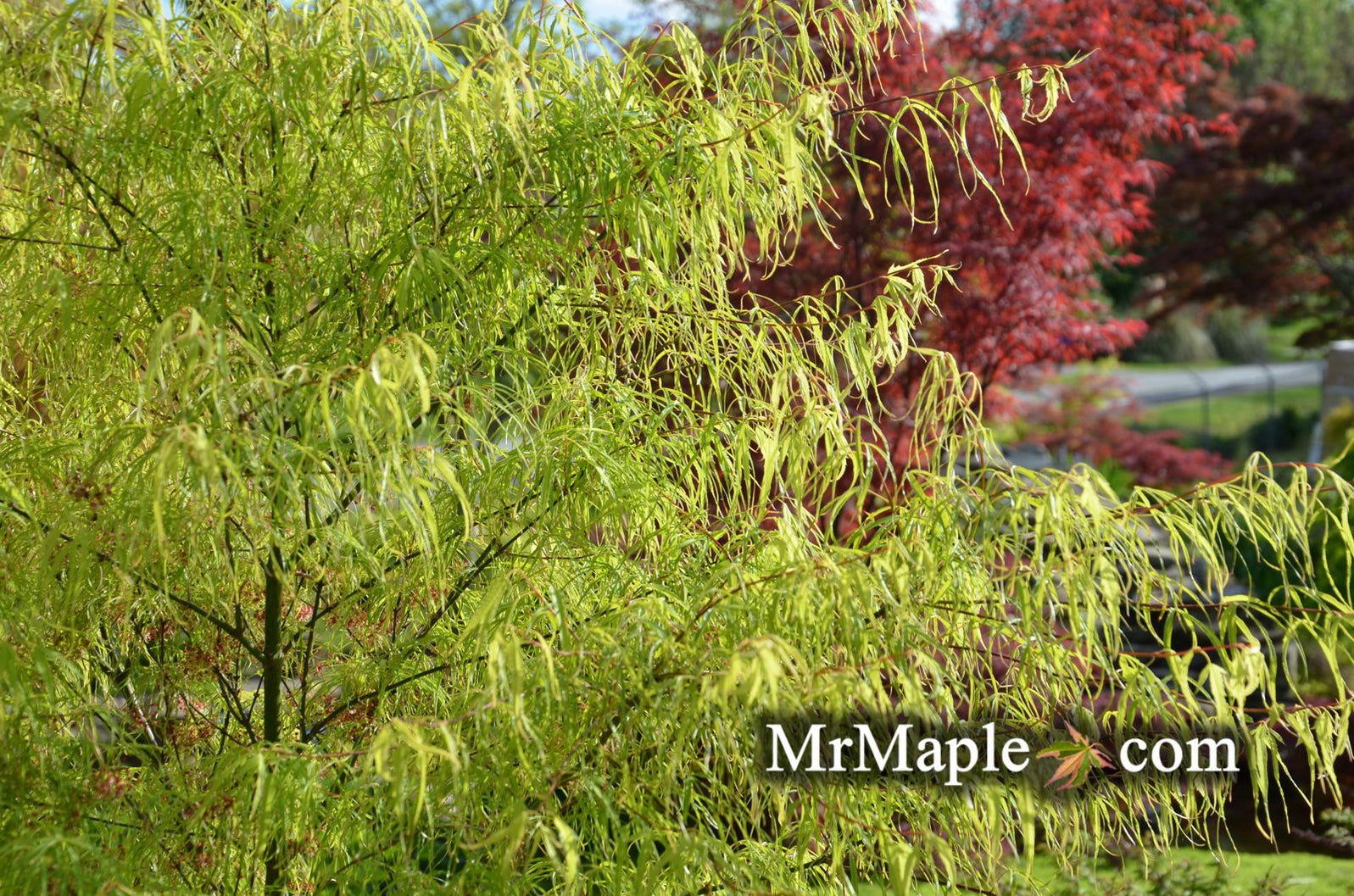 Buy Acer palmatum 'Koto-no-ito' Japanese Maple — Mr Maple │ Buy