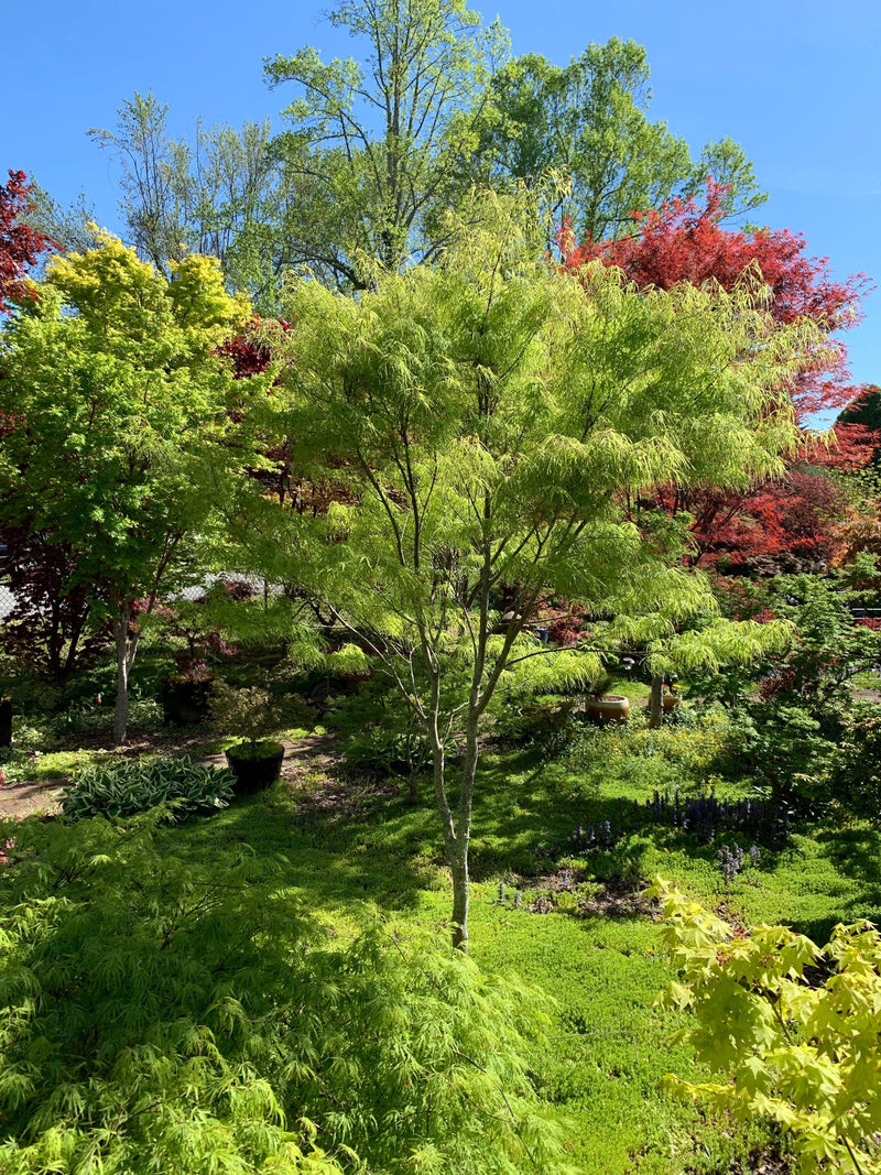 - FOR PICKUP ONLY | Acer palmatum 'Koto-no-ito' Japanese Maple | DOES NOT SHIP - Mr Maple │ Buy Japanese Maple Trees