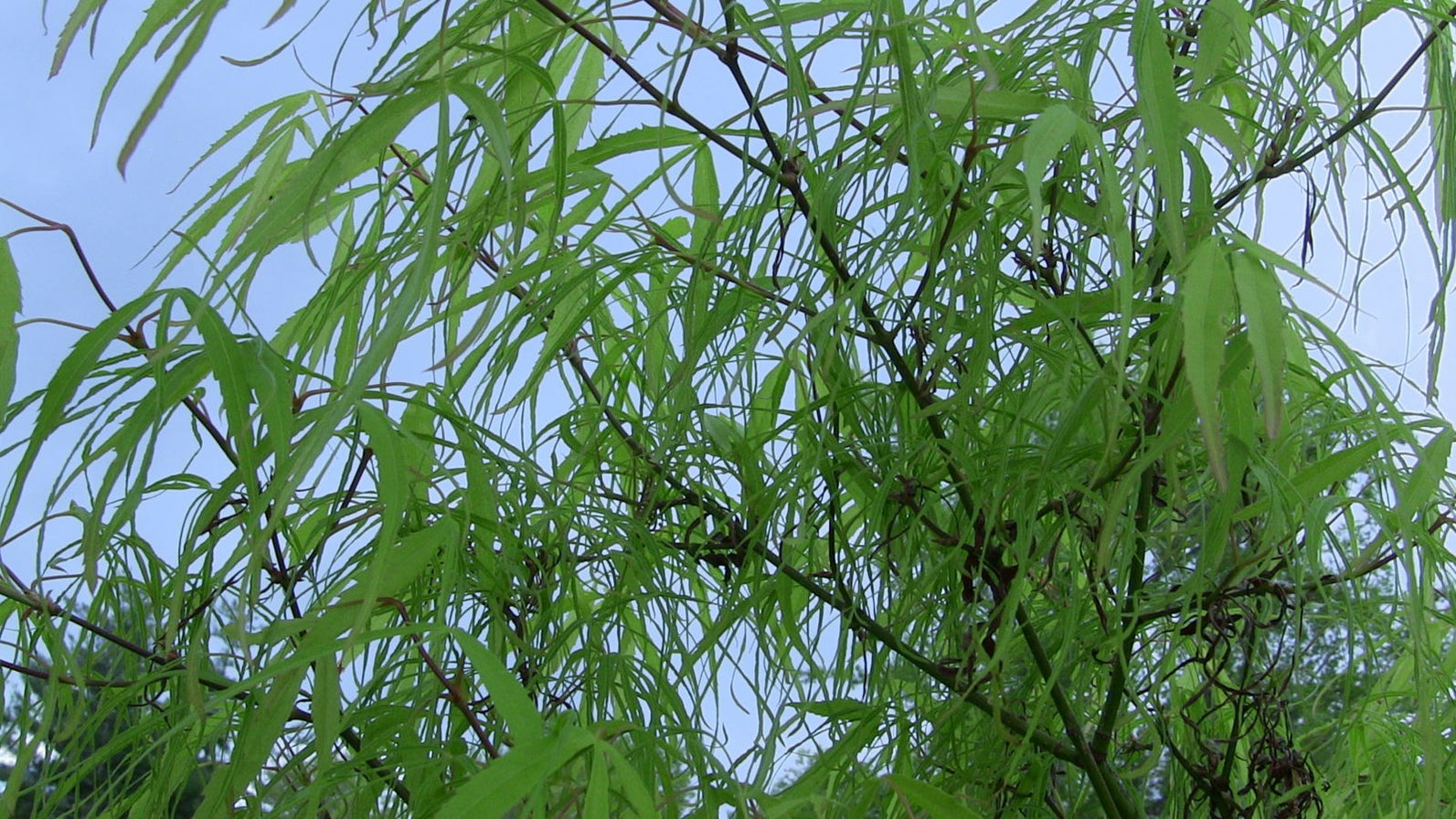 Buy Acer palmatum 'Koto-no-ito' Japanese Maple — Mr Maple │ Buy
