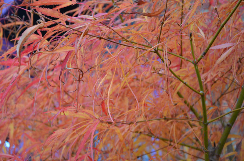 - FOR PICKUP ONLY | Acer palmatum 'Koto-no-ito' Japanese Maple | DOES NOT SHIP - Mr Maple │ Buy Japanese Maple Trees